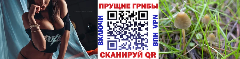 Купить где  Белоусово  Псилоцибиновые грибы Cubensis 